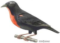 Image of: Sturnella superciliaris (white-browed blackbird)