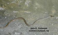 Image of: Mastigodryas pleei