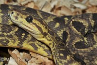 Corallus ruschenbergerii - Central American Tree Boa
