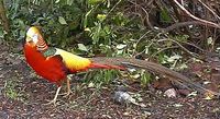 Golden Pheasant - Chrysolophus pictus