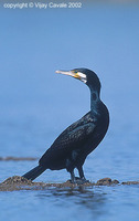 Great Cormorant - Phalacrocorax carbo