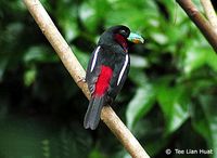 Black-and-red Broadbill - Cymbirhynchus macrorhynchos