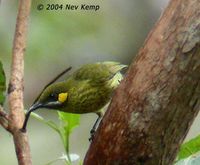 Yellow-eared Honeyeater - Lichmera flavicans