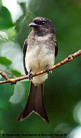 White-bellied Drongo - Dicrurus caerulescens