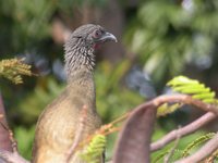 West Mexican Chachalaca - Ortalis poliocephala