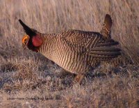 Lesser Prairie-Chicken - Tympanuchus pallidicinctus