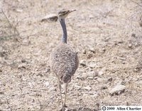 White-bellied Bustard - Eupodotis senegalensis