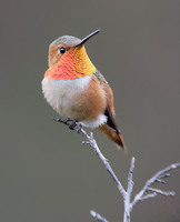 Allen's Hummingbird (Selasphorus sasin) photo