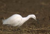 Little Egret (Egretta garzetta) photo