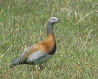 Ashy-headed Goose (Chloephaga poliocephala) photo