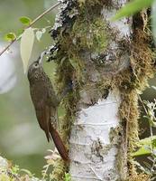 Olive-backed Woodcreeper (Xiphorhycnhus triangularis) photo