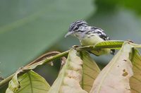 Griscom's Antwren (Myrmotherula ignota) photo