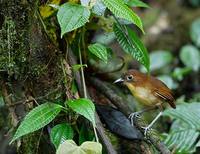 Yellow-breasted Antpitta (Grallaria flavotincta) photo