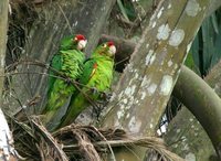 Crimson-fronted Parakeet - Aratinga finschi