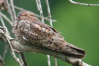 Lesser Nighthawk - Chordeiles acutipennis