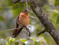 Shining Sunbeam - Aglaeactis cupripennis