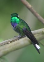 Purple-bibbed Whitetip - Urosticte benjamini