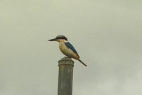 Red-backed Kingfisher - Todirhamphus pyrrhopygia