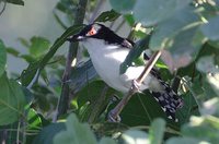 Great Antshrike - Taraba major