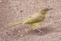 Yellow-bellied Greenbul - Chlorocichla flaviventris