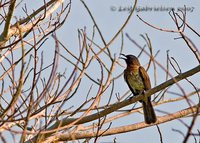 Philippine Bulbul - Ixos philippinus