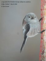 Long-tailed Tit - Aegithalos caudatus