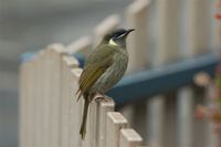 Lewin's Honeyeater - Meliphaga lewinii