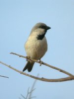 Desert Sparrow - Passer simplex