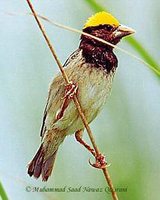 Bengal Weaver - Ploceus benghalensis