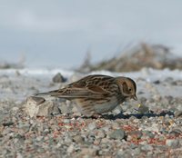 Lapland Longspur - Calcarius lapponicus