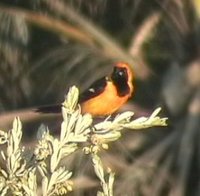 Hooded Oriole - Icterus cucullatus