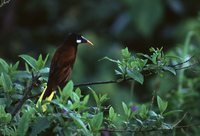 Montezuma Oropendola - Gymnostinops montezuma