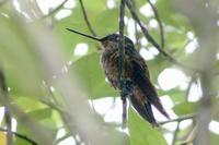 Golden-bellied Starfrontlet