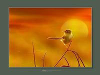 褐頭鷦鶯 Prinia inomata