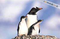 Gentoo Penguin with chicks on nest (Pygoscelis papua) photo