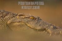 low angle shot of a nile crocodile stock photo