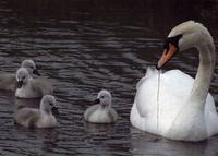 Four cygnets following their mother.