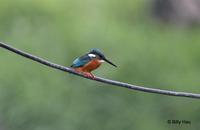 普通翠鳥  	Common Kingfisher  	Alcedo atthis