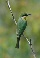 Little Bee-eater p.228