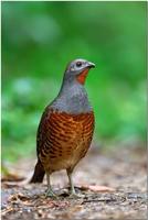 Chinese Bamboo Partridge