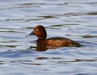 Ferruginous Duck (Aythya nyroca)