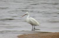 Swinhoe's Egret Egretta europhotes 노랑부리백로