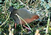 Ruddy-breasted crake Porzana fusca