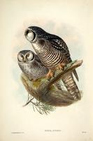 Richter after Gould Hawk Owl (Surnia funerea)