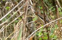 Gallinago stenura , 바늘꼬리도요 - Pintail Snipe