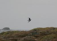 Sooty Tern (Sterna fuscata)