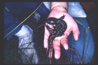: Ambystoma tigrinum tigrinum; Tiger Salamander