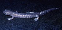 : Bolitoglossa morio