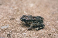 : Bufo nyikae; Nyika Dwarf Toad