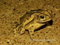 : Bufo valliceps; Gulf Coast Toad